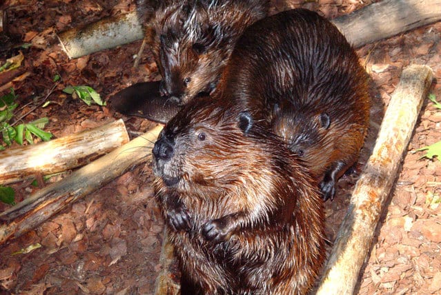 three beavers