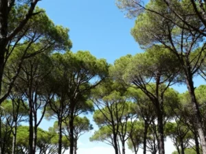 tops of pine trees with blue sky