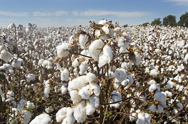 cotton in the field